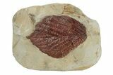 Fossil Leaf (Beringiaphyllum) - Montana #270225-1